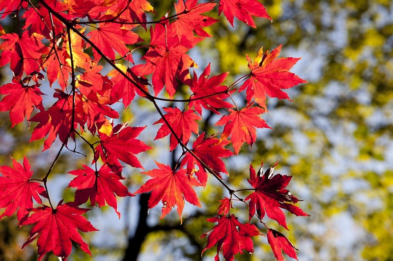 Seasonal Gatherings